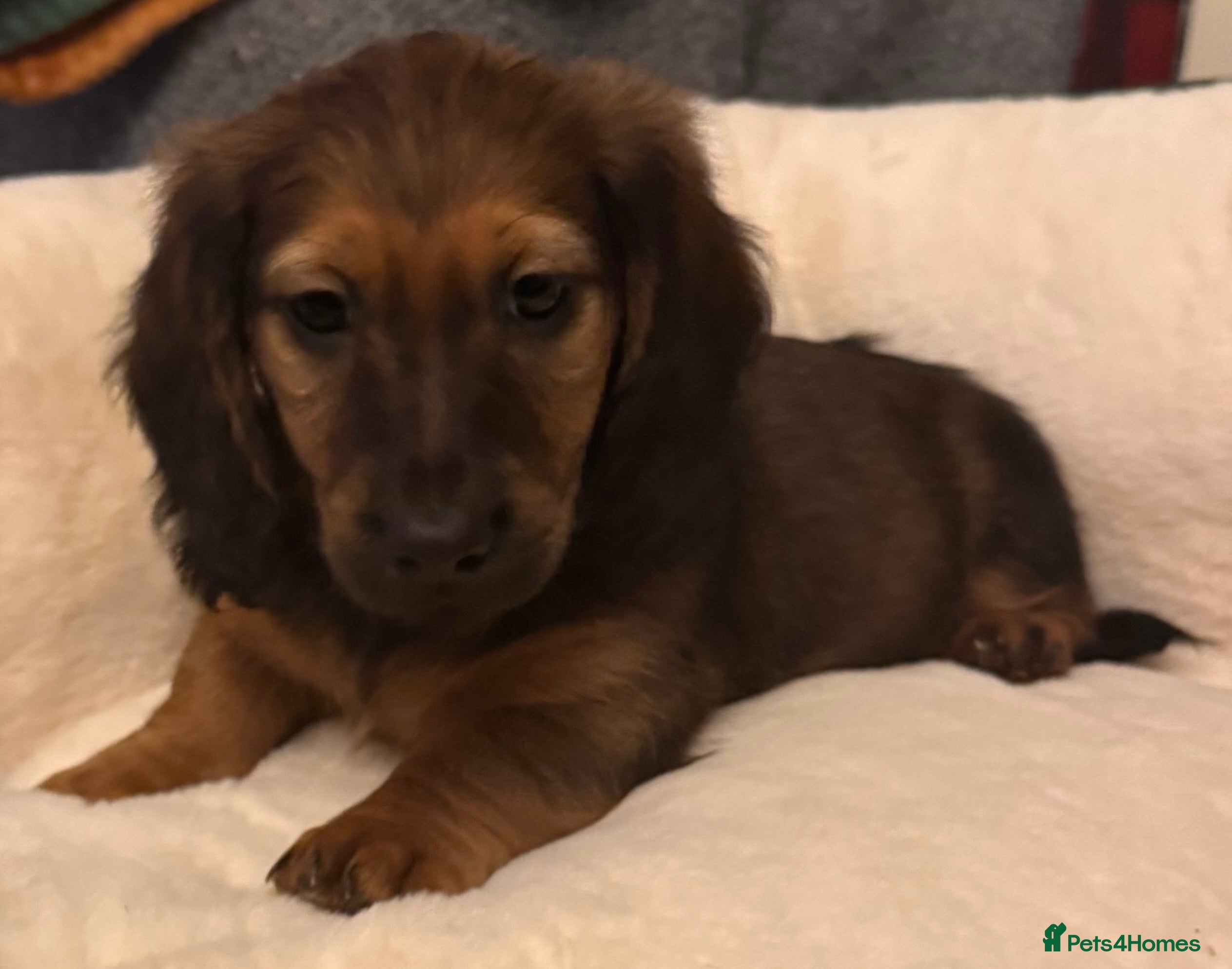 Dachshund dogs SABLE CREAM LONG HAIRED DACHSHUND PUPPIES - Advert 4