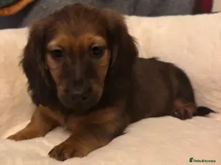 Dachshund dogs SABLE CREAM LONG HAIRED DACHSHUND PUPPIES - Advert 16