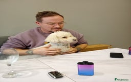 Bichon Frise dogs for sale: Suki Bichon Friese - Image 1