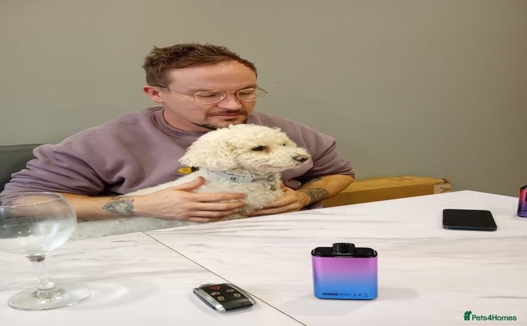 Bichon Frise dogs - Advert 9