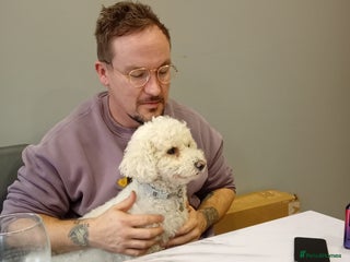 Bichon Frise dogs - Advert 5