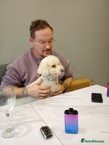 Bichon Frise dogs - Advert 1