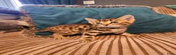 Bengal cats for sale: Begal cross kittens  - Advert 37