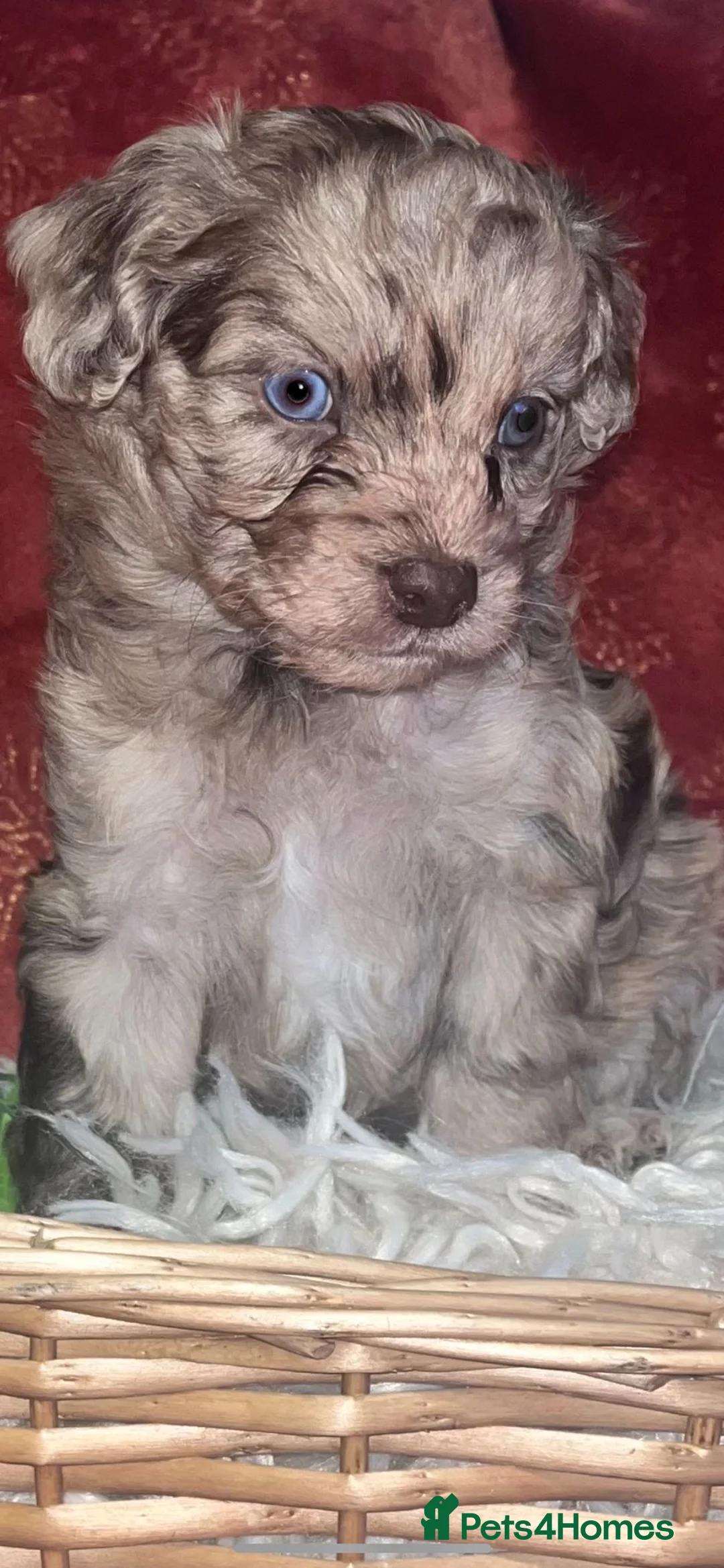 Cockapoo dogs for sale: Beautiful cockapoo puppies  - Advert 9