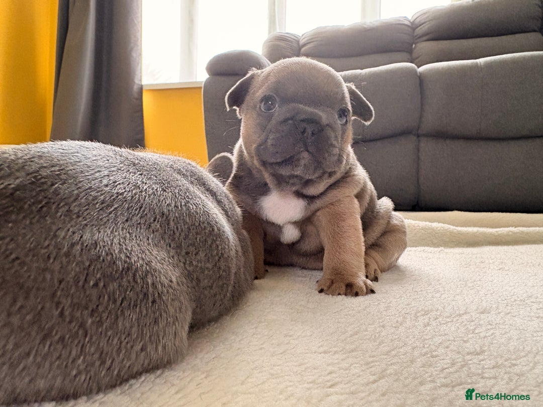 French Bulldog dogs for sale: 4 lovely French Bulldog puppies for sale . - Image 11