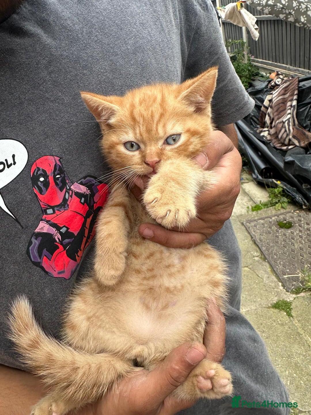 British Shorthair cats for sale: X BSH kittens - Image 11