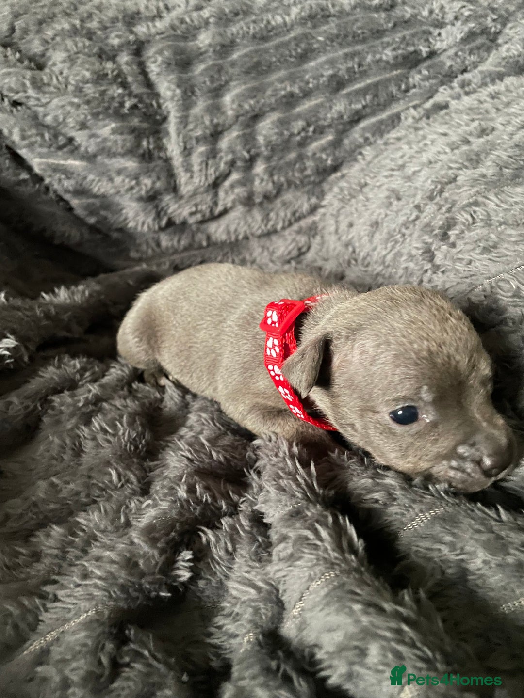 Staffordshire Bull Terrier dogs for sale: Blue Staffordshire Bull Terrier Puppies  - Advert 4