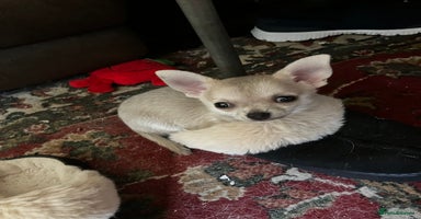 Chihuahua dogs - Advert 3