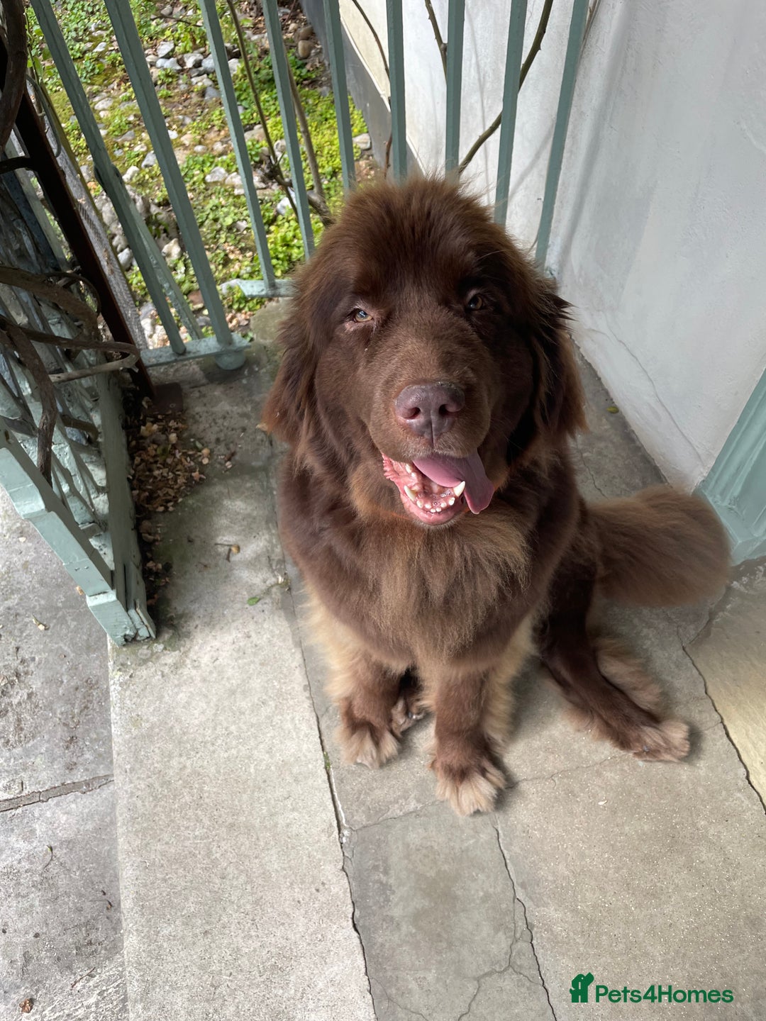 Newfoundland dogs for sale: ✨ Stunning Chocolate Newfoundland Puppies ✨ - Image 11