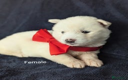 Siberian Husky dogs for sale: Beautiful pure Siberian Husky( last white male) - Image 12