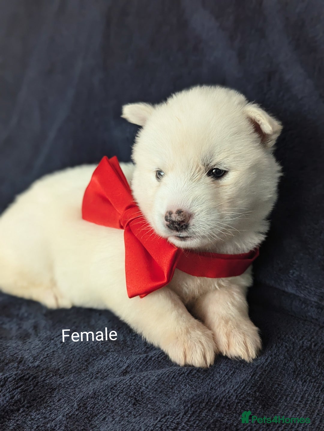 Siberian Husky dogs for sale: Beautiful pure Siberian Husky( last white male) - Image 12