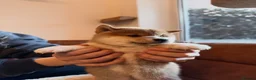 Japanese Shiba Inu dogs for sale: Kennel club registered Shiba Inu puppies  - Advert 19