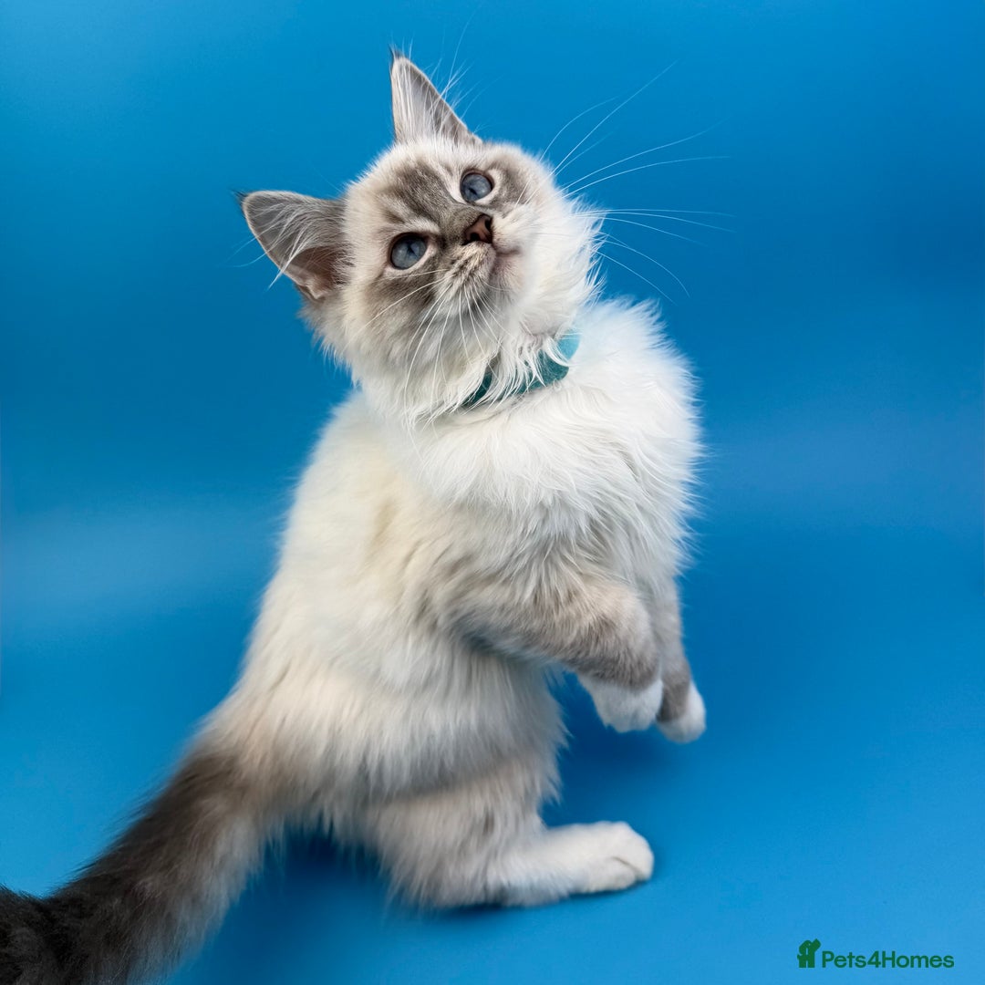 Ragdoll cats for sale: 💙 STUNNING GCCF GRCH SIRED RAGDOLL KITTENS 💙 - Advert 27