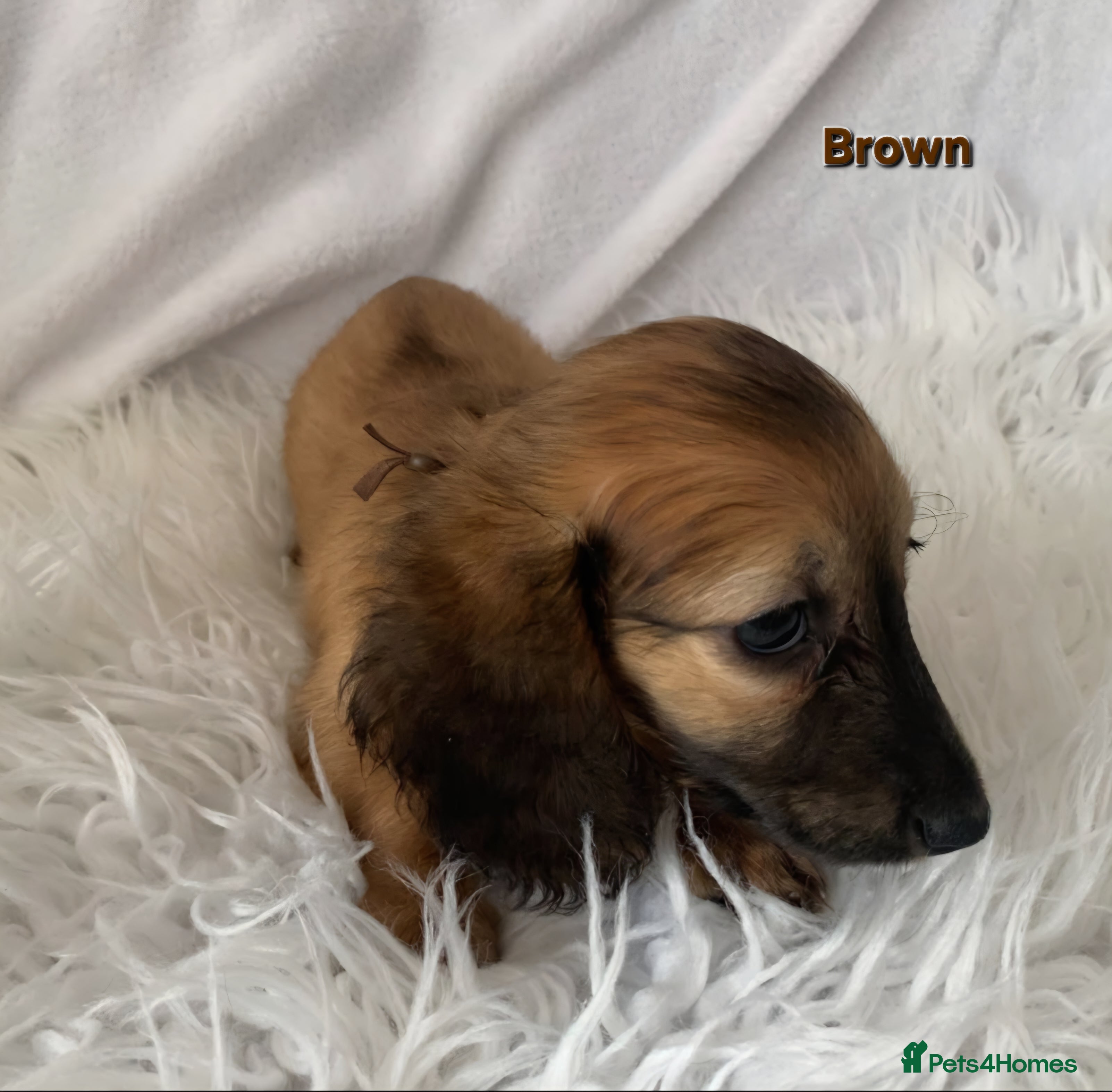 Miniature Dachshund dogs STUNNING KC SHADED RED LONG HAIR - Advert 2