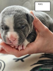 American Bully Puppy 2