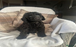 Cockapoo dogs for sale: F1 miniature gorgeous cockapoo puppies  - Image 26