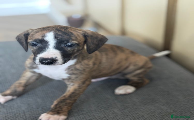 Whippet dogs - Advert 1