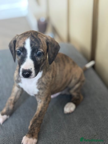 Whippet dogs - Advert 1