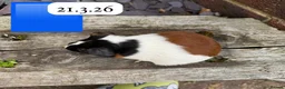 Guinea Pig rodents for sale: Gorgeous baby guinea pigs. Sheffield - Advert 9