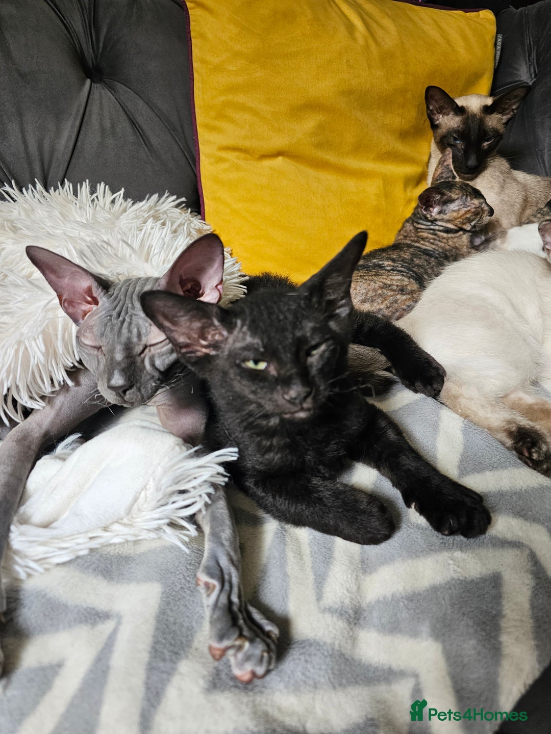 Sphynx cats for sale: Sphynx x Siamese kittens - Image 23