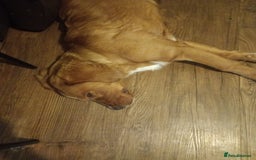 Mixed Breed dogs for sale: Puppy for sale - Image 3