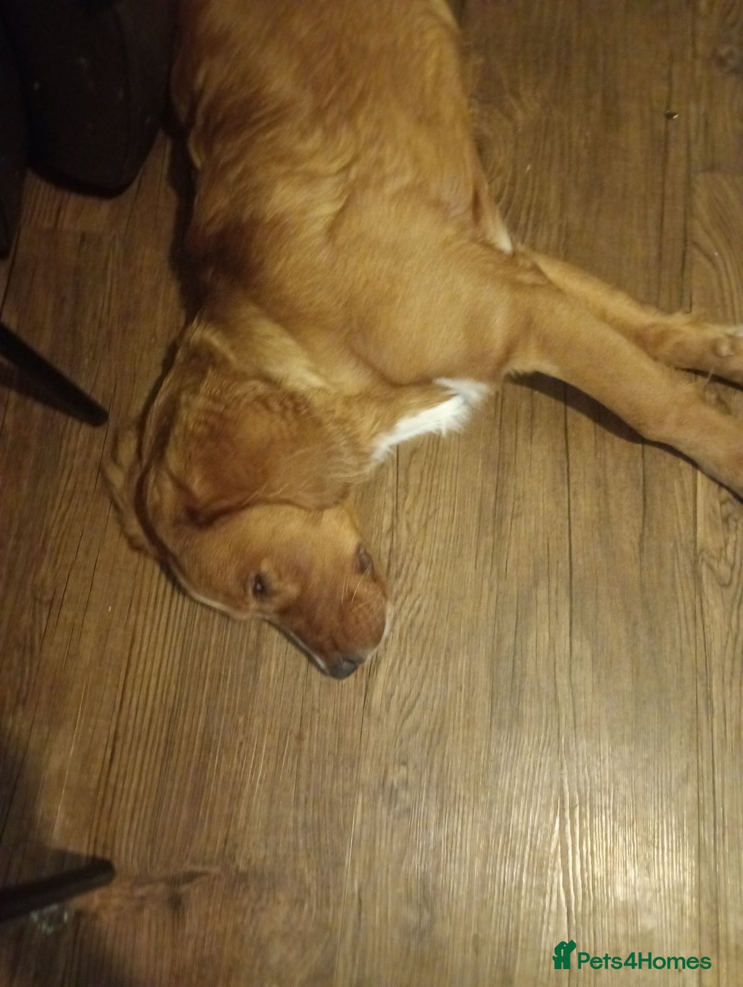 Mixed Breed dogs for sale: Puppy for sale - Image 3