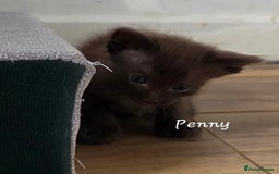 Balinese cats for sale: Beautiful Chocolate Oriental Longhairs  - Image 7