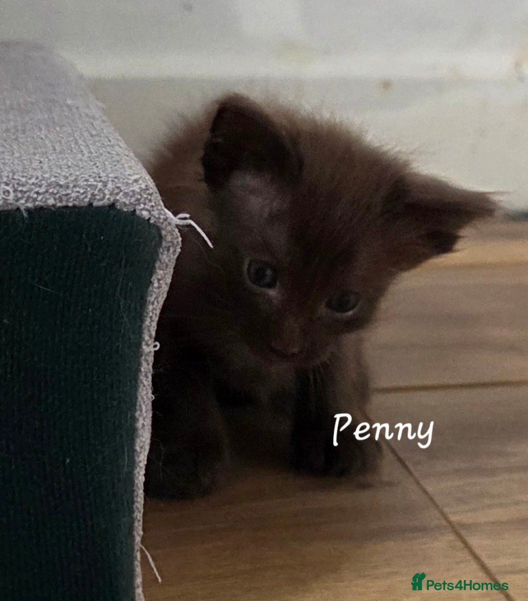 Balinese cats for sale: Beautiful Chocolate Oriental Longhairs  - Image 7