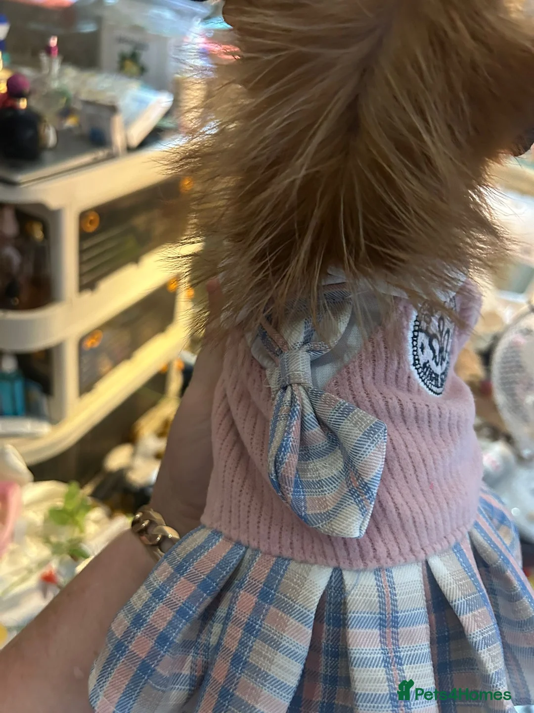 Chorkie dogs for sale: Chorkie  - Advert 4