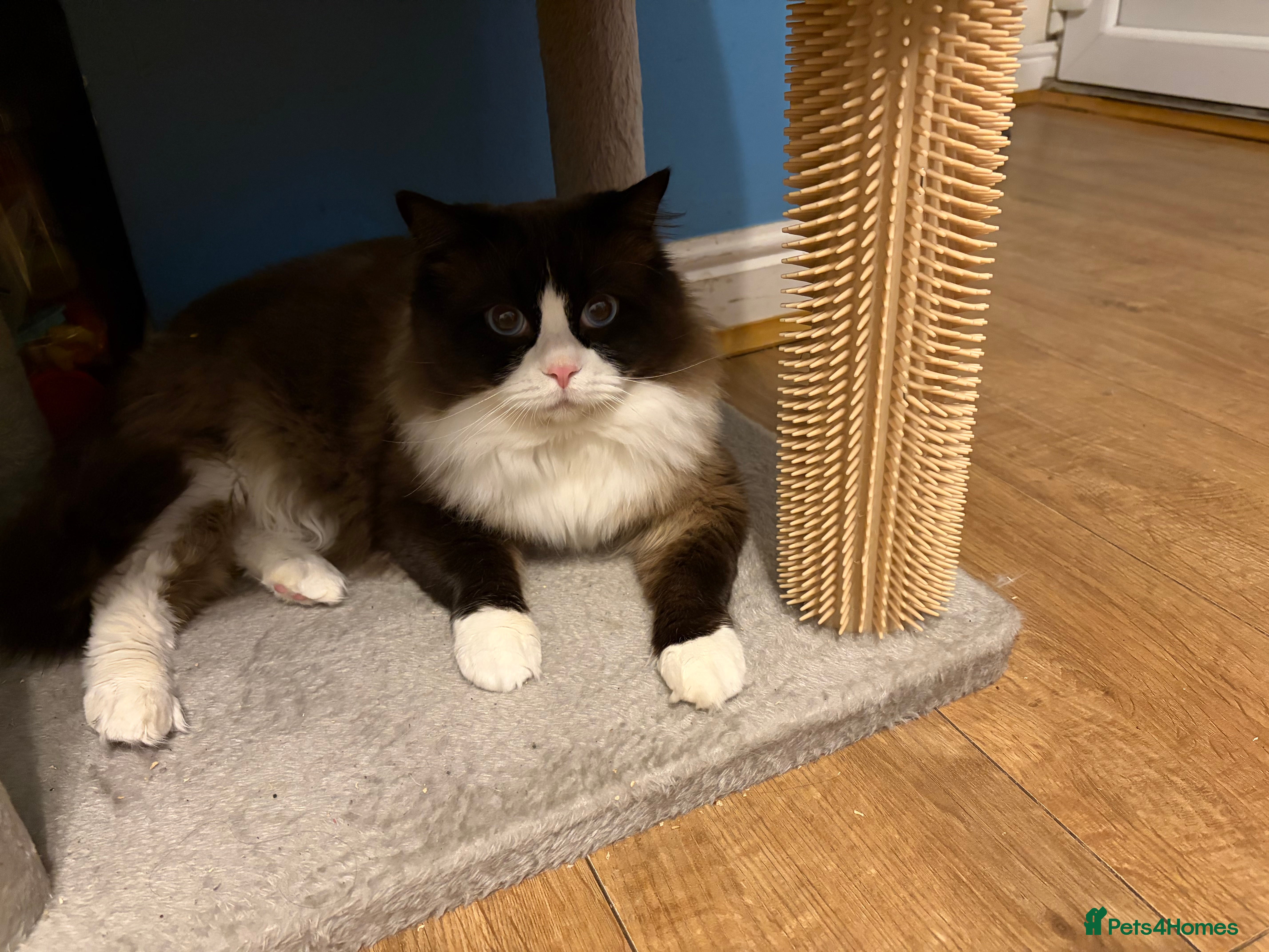 Ragdoll cats for stud: STUD ONLY - Advert 1