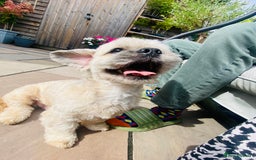 Lhasa Apso dogs for stud: Beautiful Lhasa Apso - Image 3