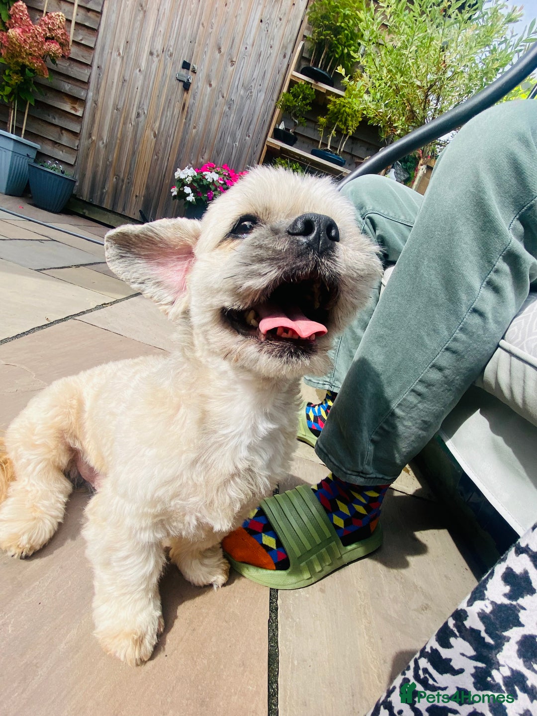 Lhasa Apso dogs for stud: Beautiful Lhasa Apso - Image 3
