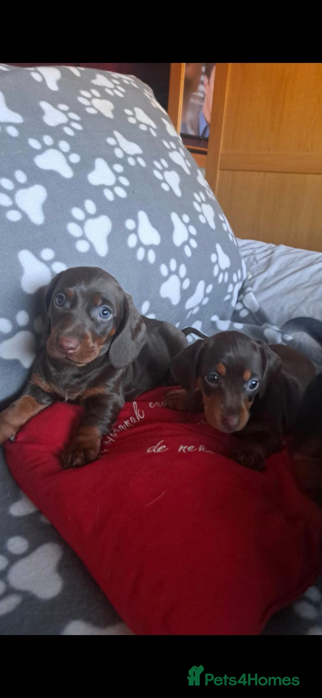 Dachshund dogs for sale: Beautiful Dachshund Puppies - Advert 35
