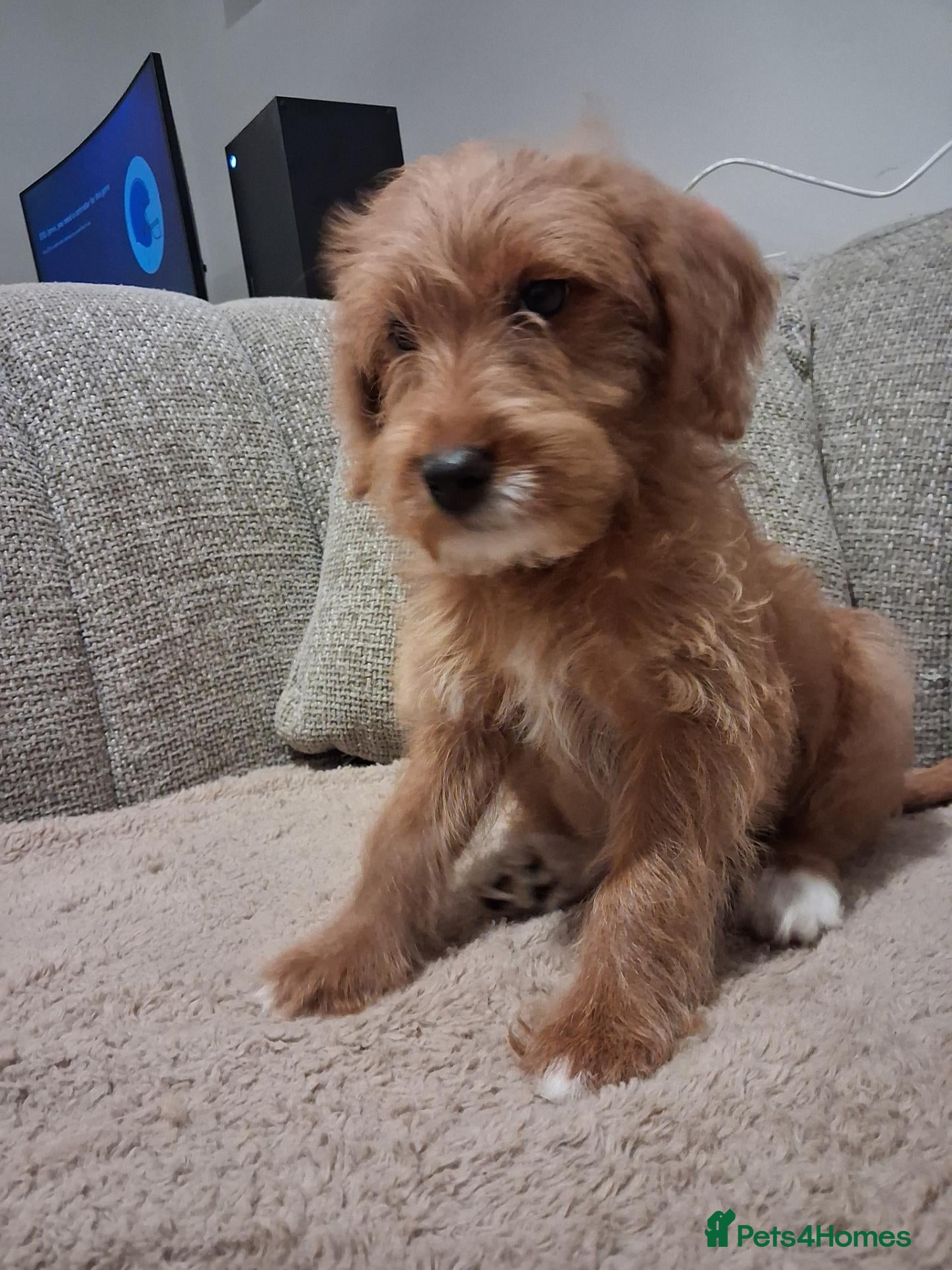 Australian Labradoodle dogs for sale: Miniature Australian labradoodles - Advert 2