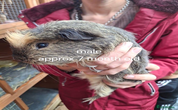 Guinea Pig rodents - Advert 12