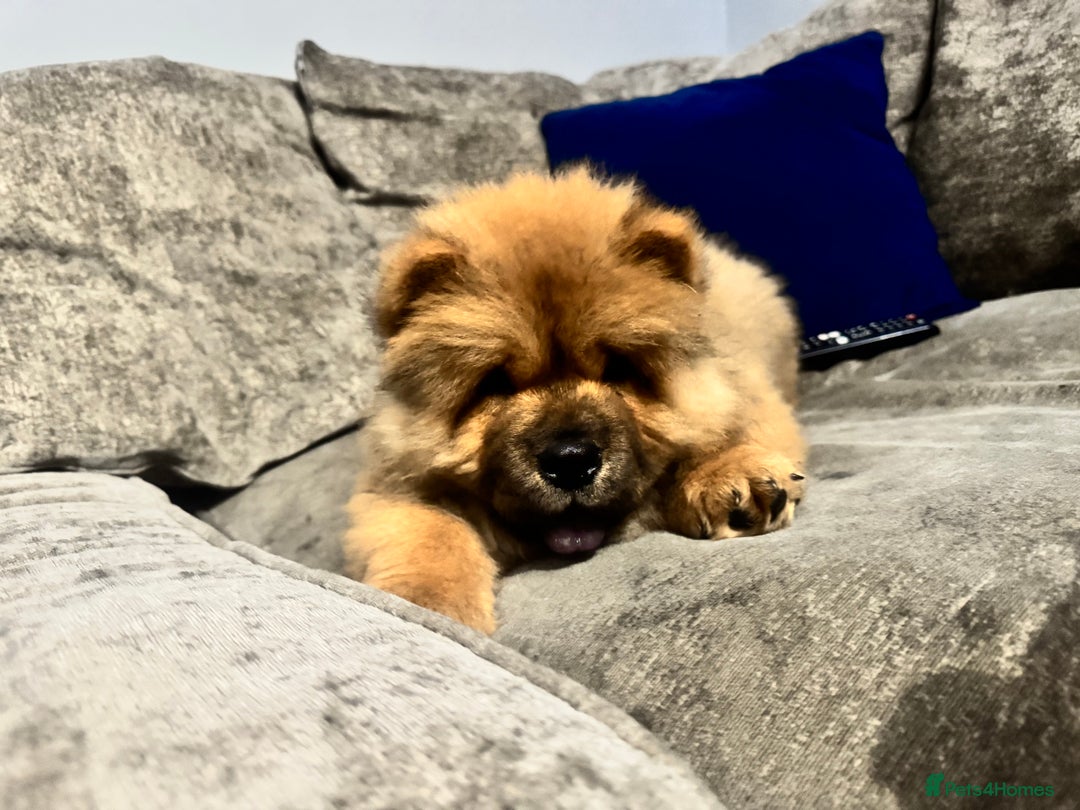 Chow Chow dogs for sale: 4 month old chow chow male  - Image 4