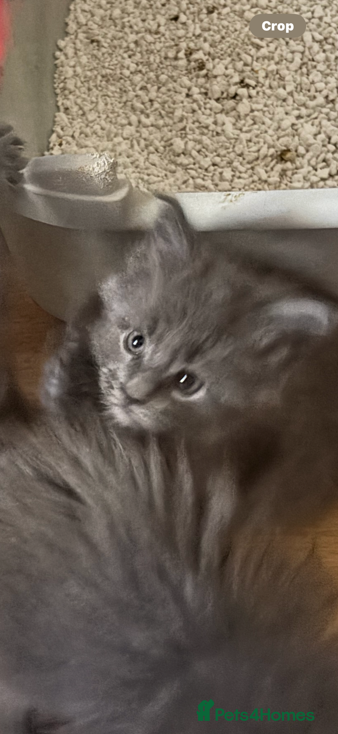 Maine Coon cats for sale: Gccf reg Maine coon kittens - Image 3