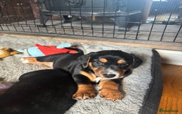 Mixed Breed dogs for sale: Jug cross Miniature Dachshund Boy  - Image 4