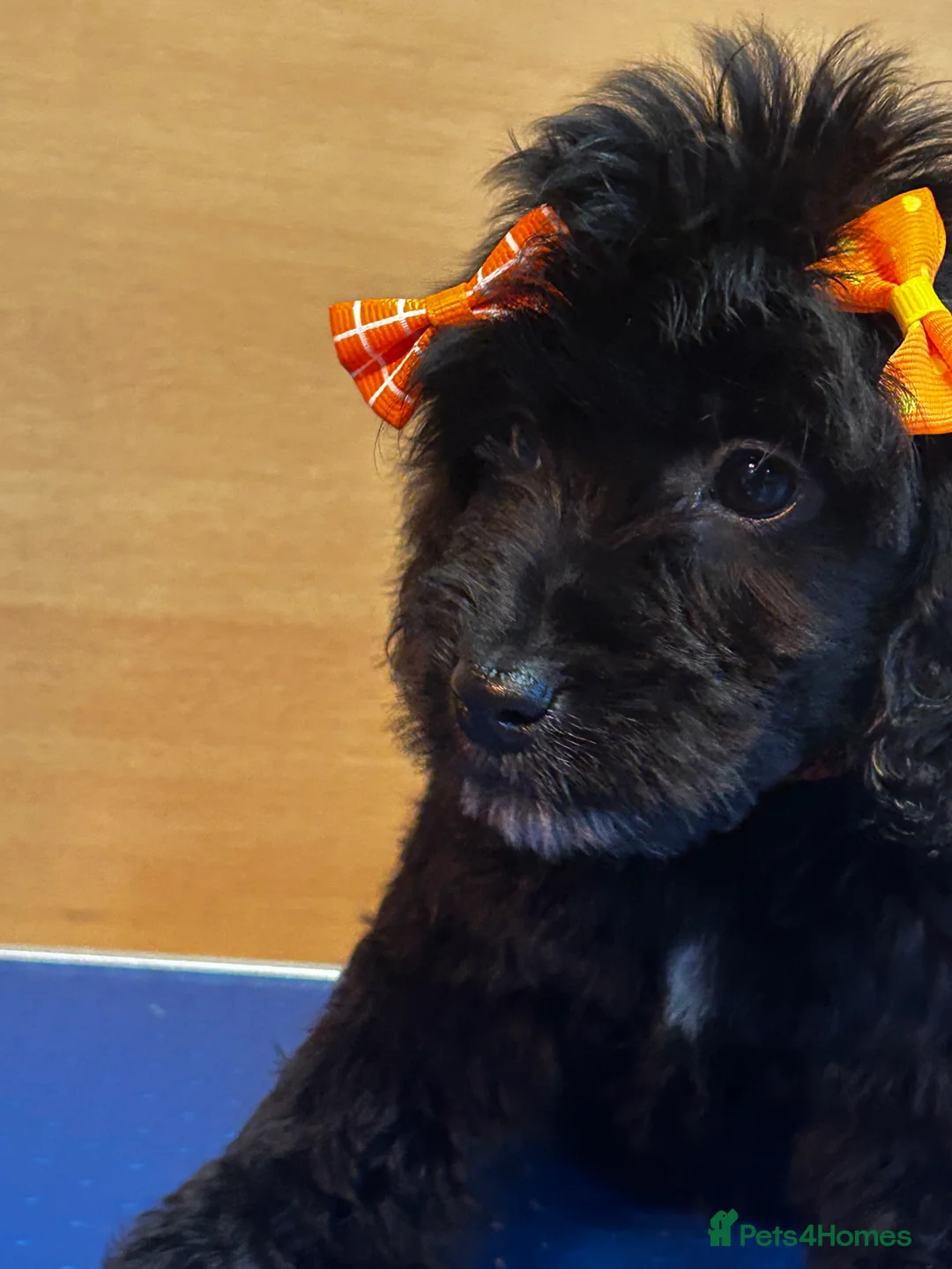 Cockapoo dogs for sale:  Northampton Cockapoos. Adorable F1 puppies - Advert 3