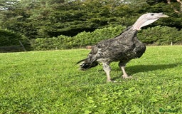 Turkeys poultry for sale: 10 Turkeys looking for new home  - Image 3