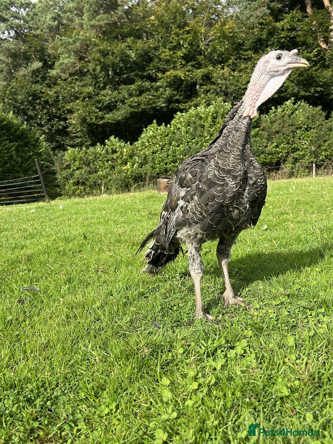 Turkeys poultry for sale: 10 Turkeys looking for new home  - Image 3