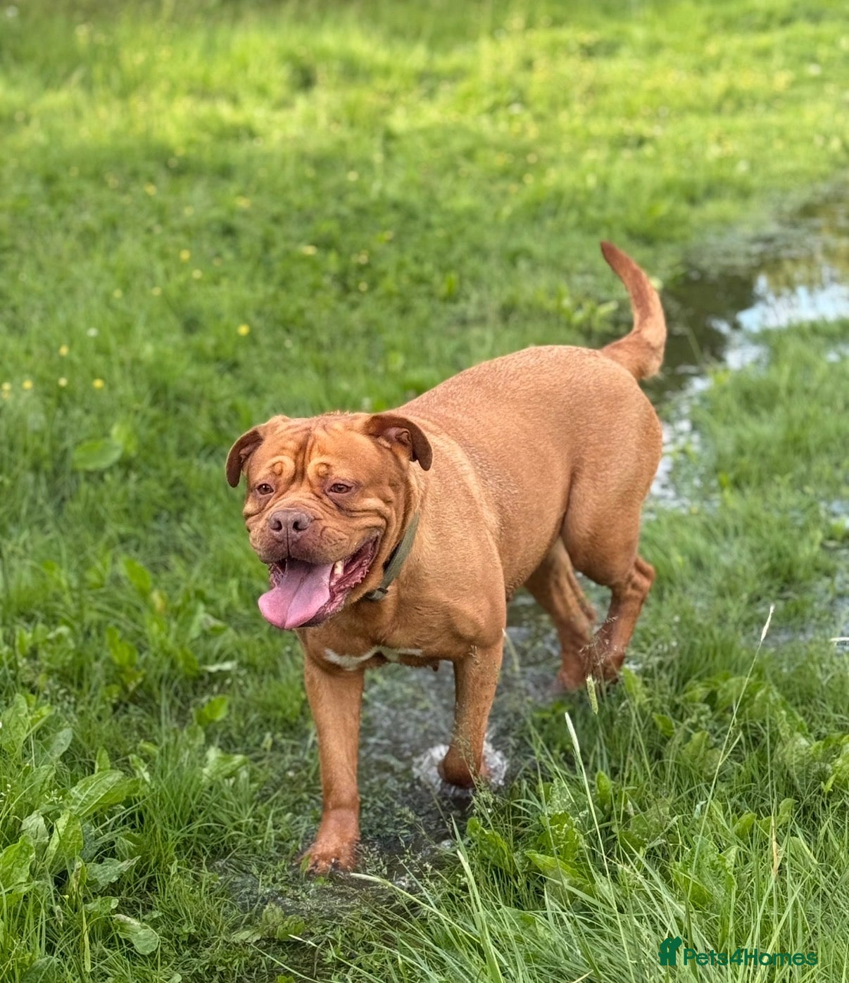 Dogue De Bordeaux dogs Dogue de bordeux puppies  - Advert 9