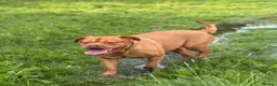 Dogue De Bordeaux dogs for sale: Dogue de bordeux puppies  in Gloucester - Advert 1