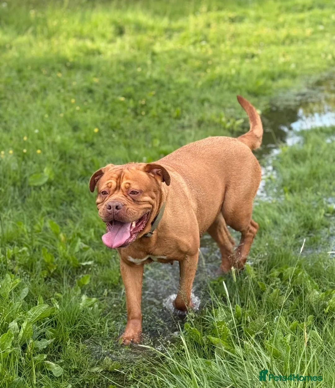 Dogue De Bordeaux dogs for sale: Dogue de bordeux puppies  in Gloucester - Advert 1