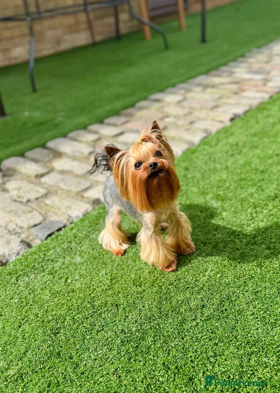 Yorkshire Terrier dogs for stud: Super small Yorkie with short muzzle DNA tested in Sheffield - Advert 10