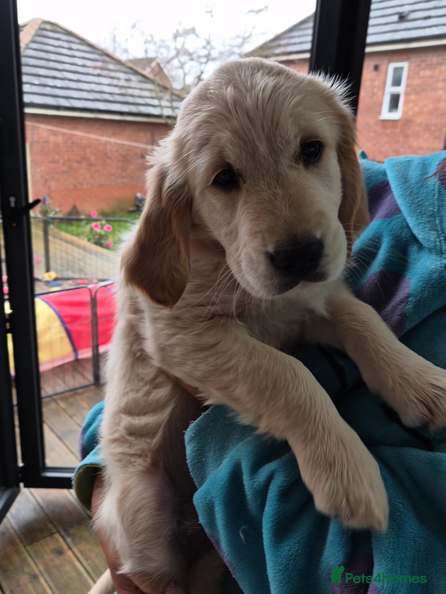 Golden Retriever dogs Beautiful Golden Retriever Puppies for Sale  - Advert 16