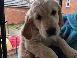 Golden Retriever dogs Beautiful Golden Retriever Puppies for Sale - Advert 16