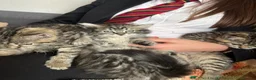 Persian cats for sale: Beautiful Persian X kittens for sale  - Advert 23