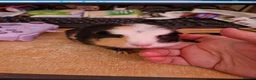 Guinea Pig rodents for sale: Beautiful guinea pigs - Advert 3