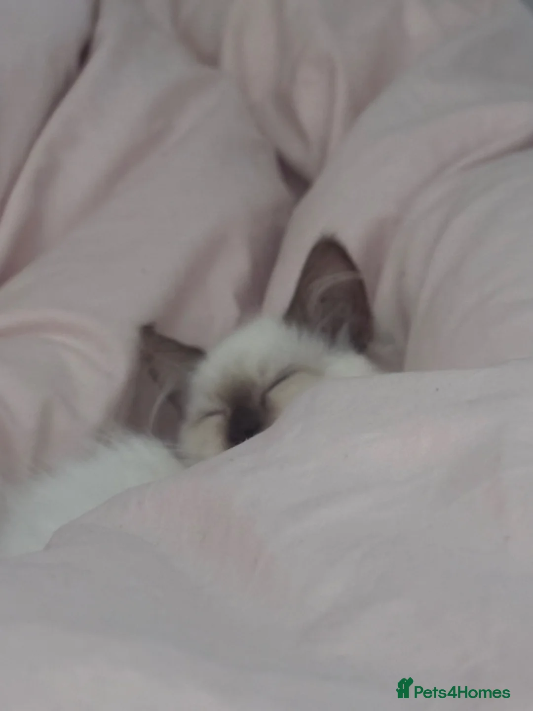 Ragdoll cats for sale: Chocolate Point Ragdoll  - Advert 5